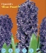 hyacinth Blue Pearl.jpg